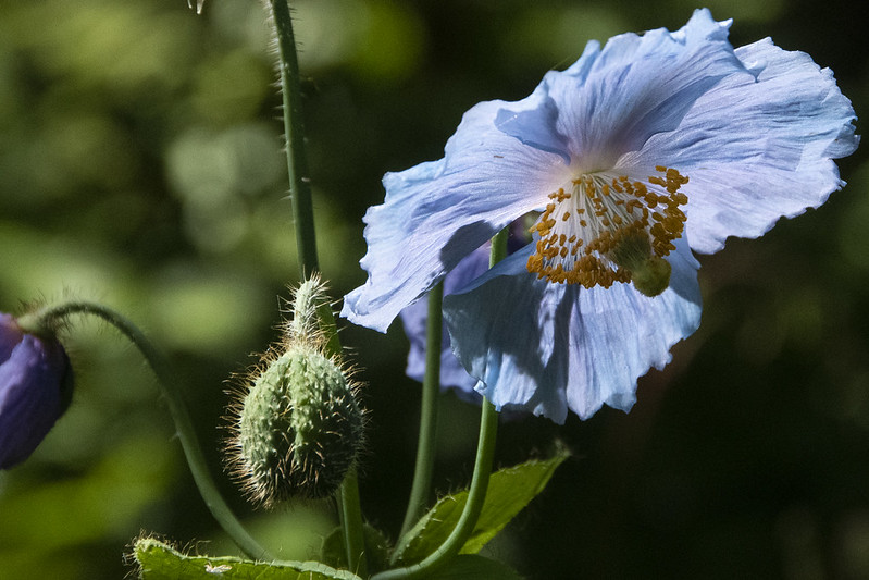Phare de la Pointe-Mitis Lighthouse & Reford&nbsp;Gardens