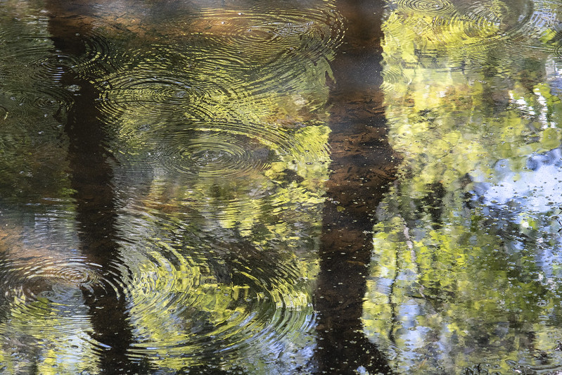 Three Rivers & Suwannee River State Parks,&nbsp;FL