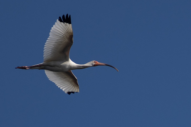 Manatee Springs State Park,&nbsp;FL