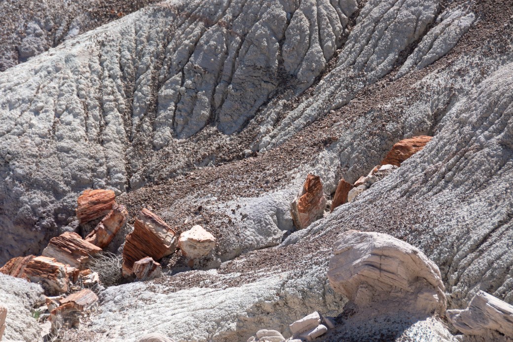 Petrified Forest National Park & El Malpais National&nbsp;Monument