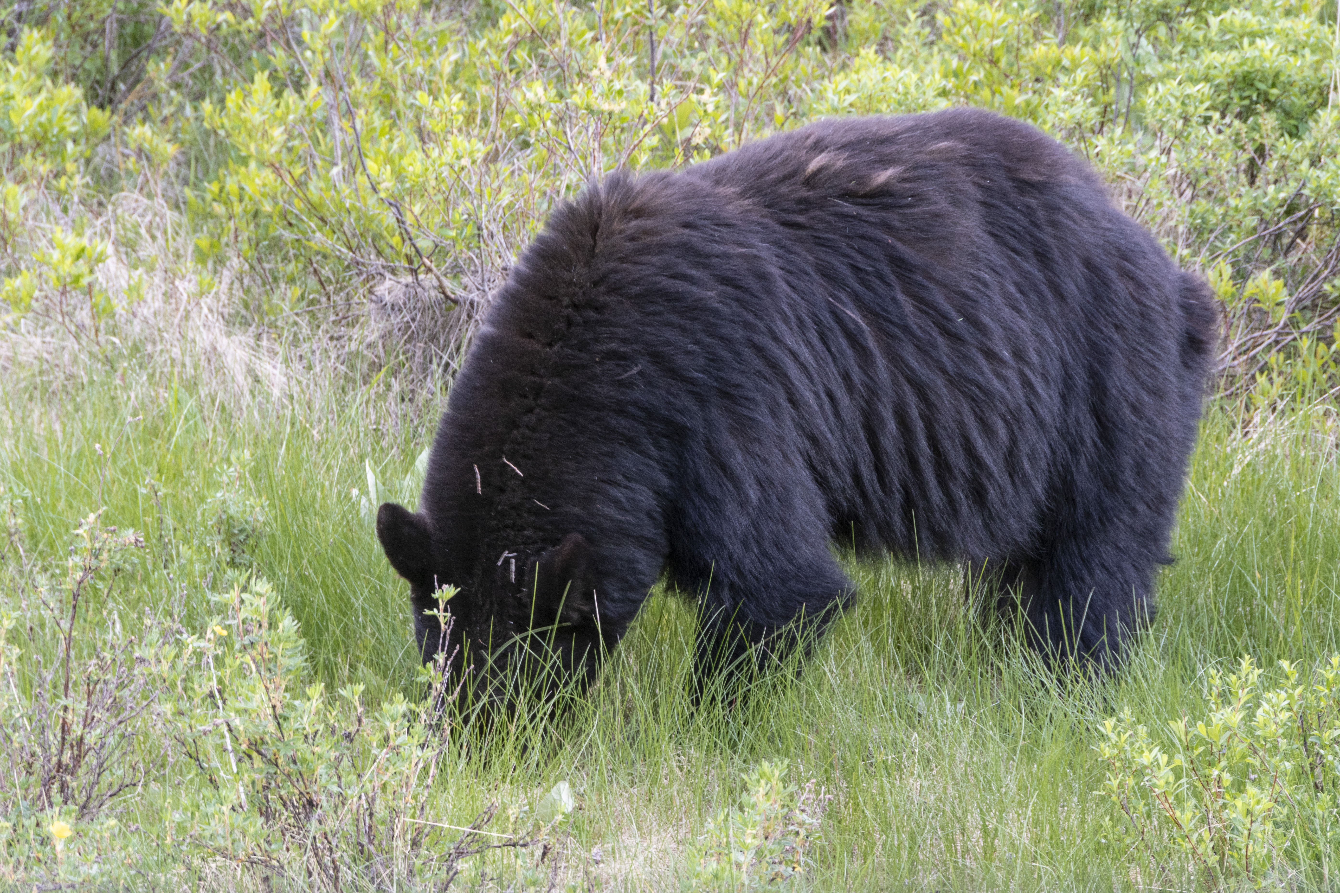 Banff & Jasper National Parks – June 23 thru&nbsp;26