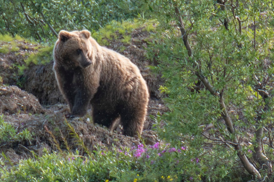 Denali National Park & Preserve – July 18 &&nbsp;19