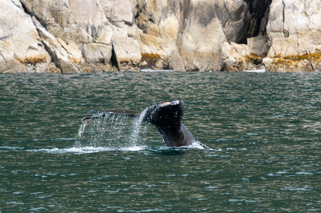 Seward – Kenai Fjords National Park – August&nbsp;2