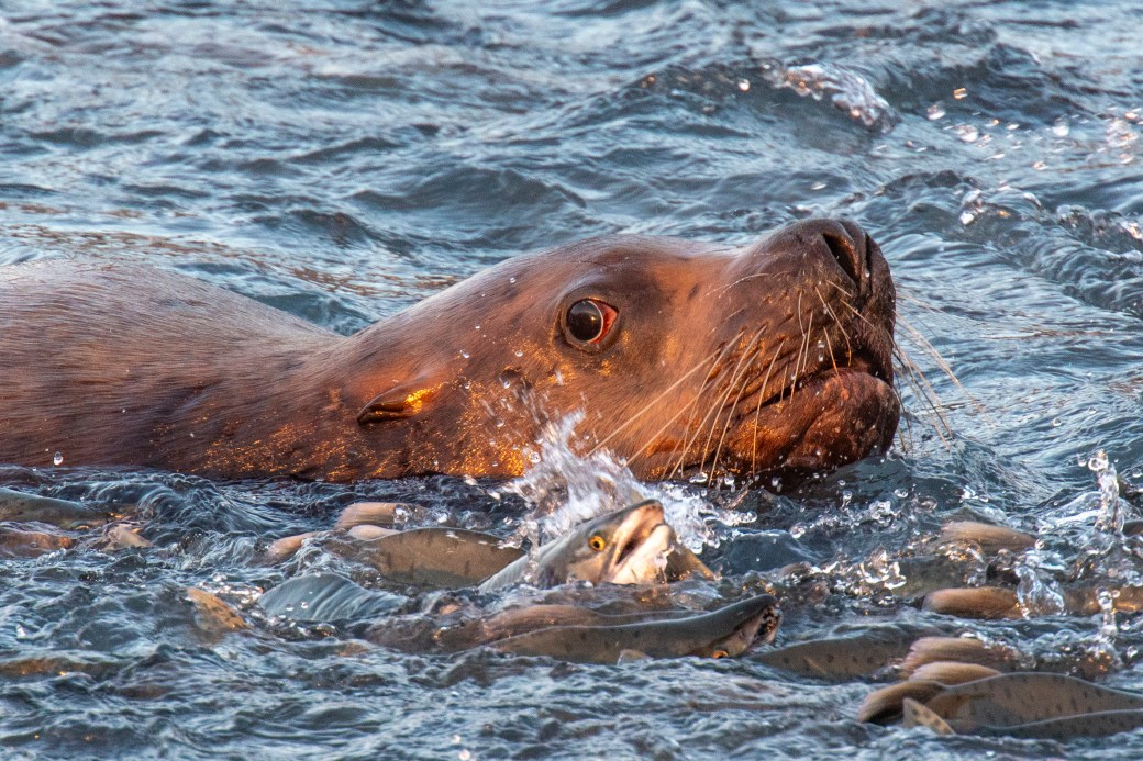 Valdez – Salmon Hatchery; August 10 &&nbsp;11